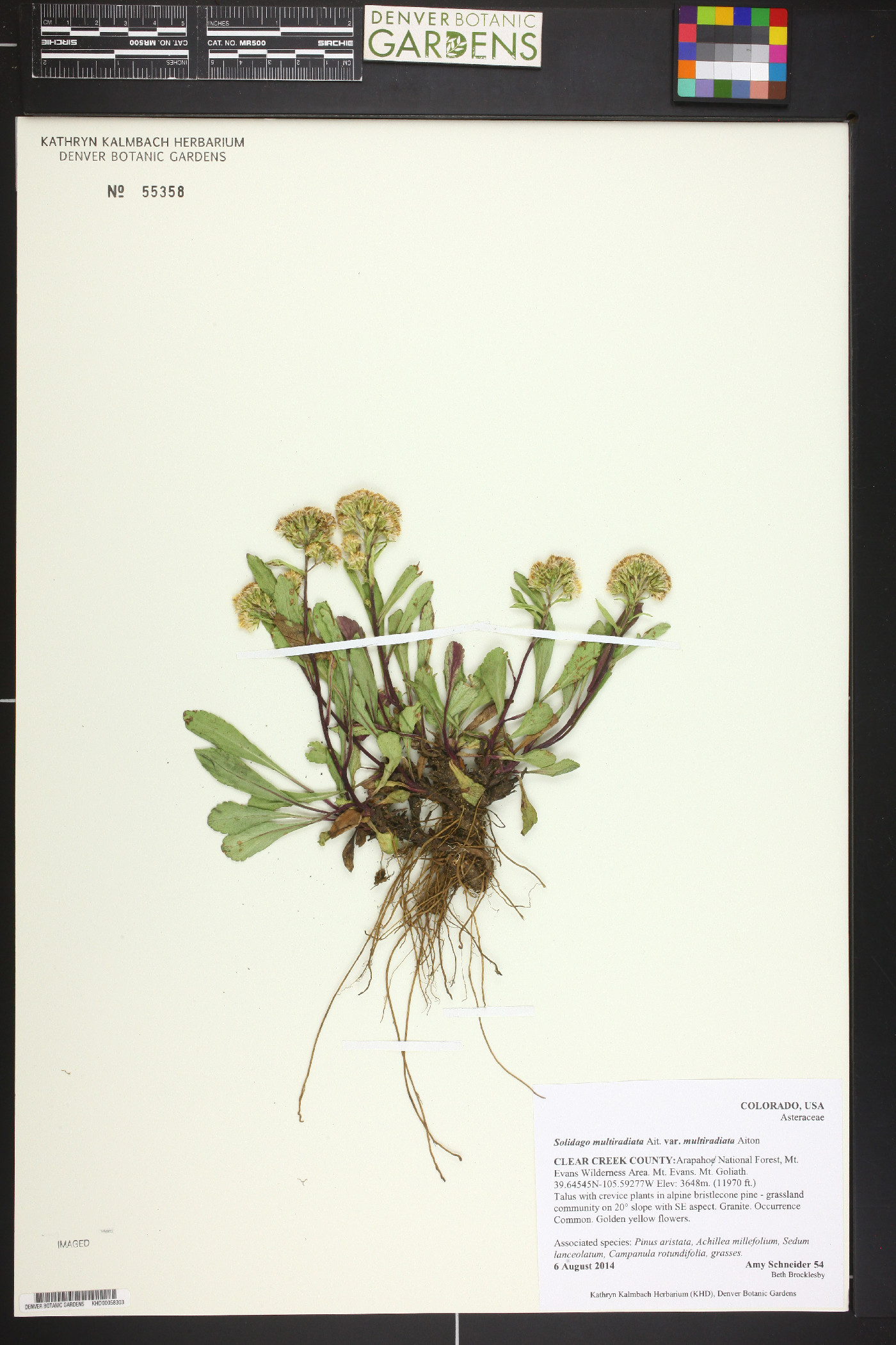 Solidago multiradiata var. multiradiata image