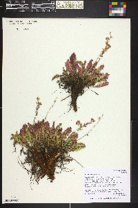 Geum rossii image