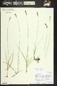 Carex praegracilis image