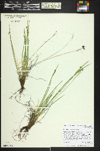 Sisyrinchium montanum image