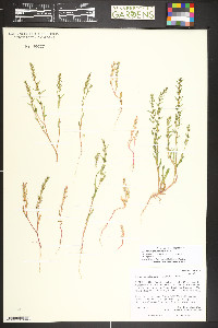 Blitum nuttallianum image