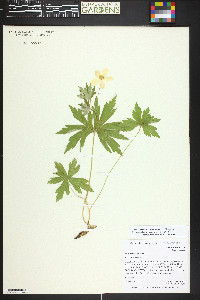 Anemone canadensis image