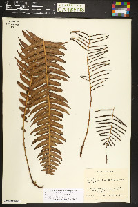 Blechnum fragile image