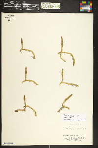 Lycopodiella inundata image