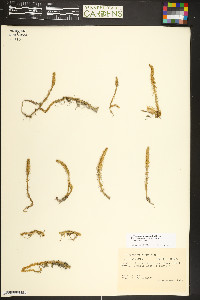 Lycopodiella inundata image