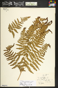 Pteridium feei image