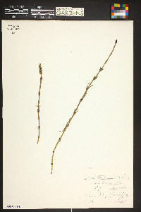 Equisetum palustre image