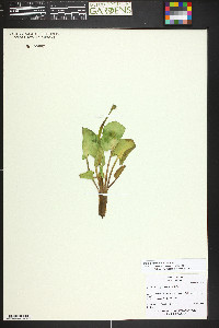 Caltha chionophila image