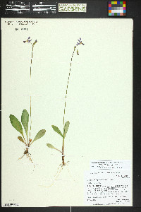 Primula pauciflora image