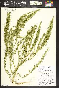 Dysphania botrys image
