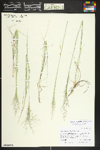 Blepharoneuron tricholepis image
