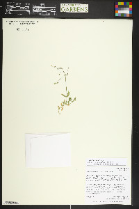 Stellaria irrigua image