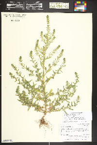Bassia scoparia image