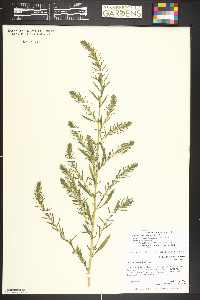 Bassia scoparia image
