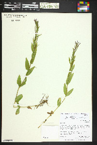 Epilobium saximontanum image