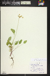 Packera streptanthifolia image