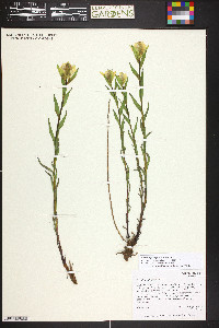 Castilleja septentrionalis image