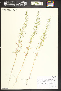 Dysphania graveolens image