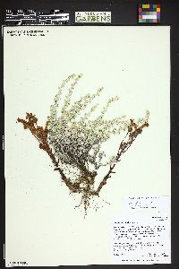 Orobanche fasciculata image