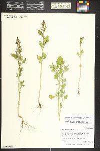 Oxybasis glauca image