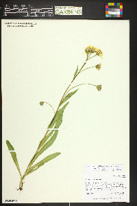 Senecio crassulus image