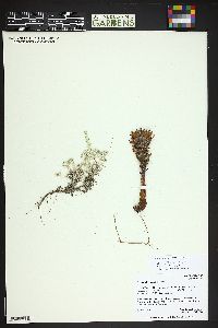 Orobanche ludoviciana image