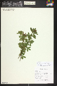 Chamaecytisus hirsutus image