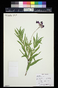 Chilopsis linearis image