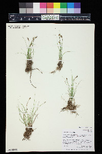 Carex duriuscula image