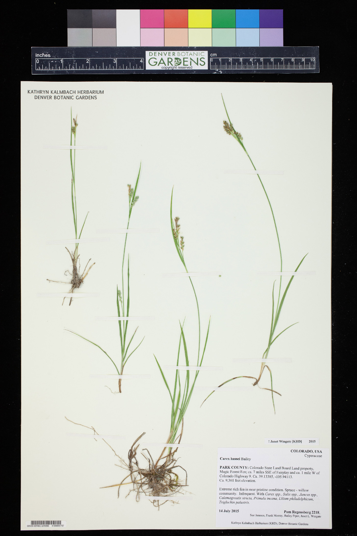 Carex hassei image