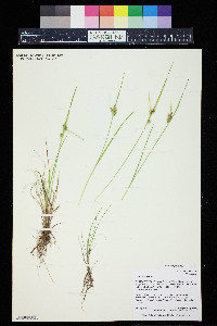 Carex viridula image