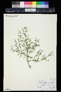 Gratiola neglecta image