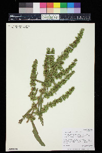 Rumex triangulivalvis image