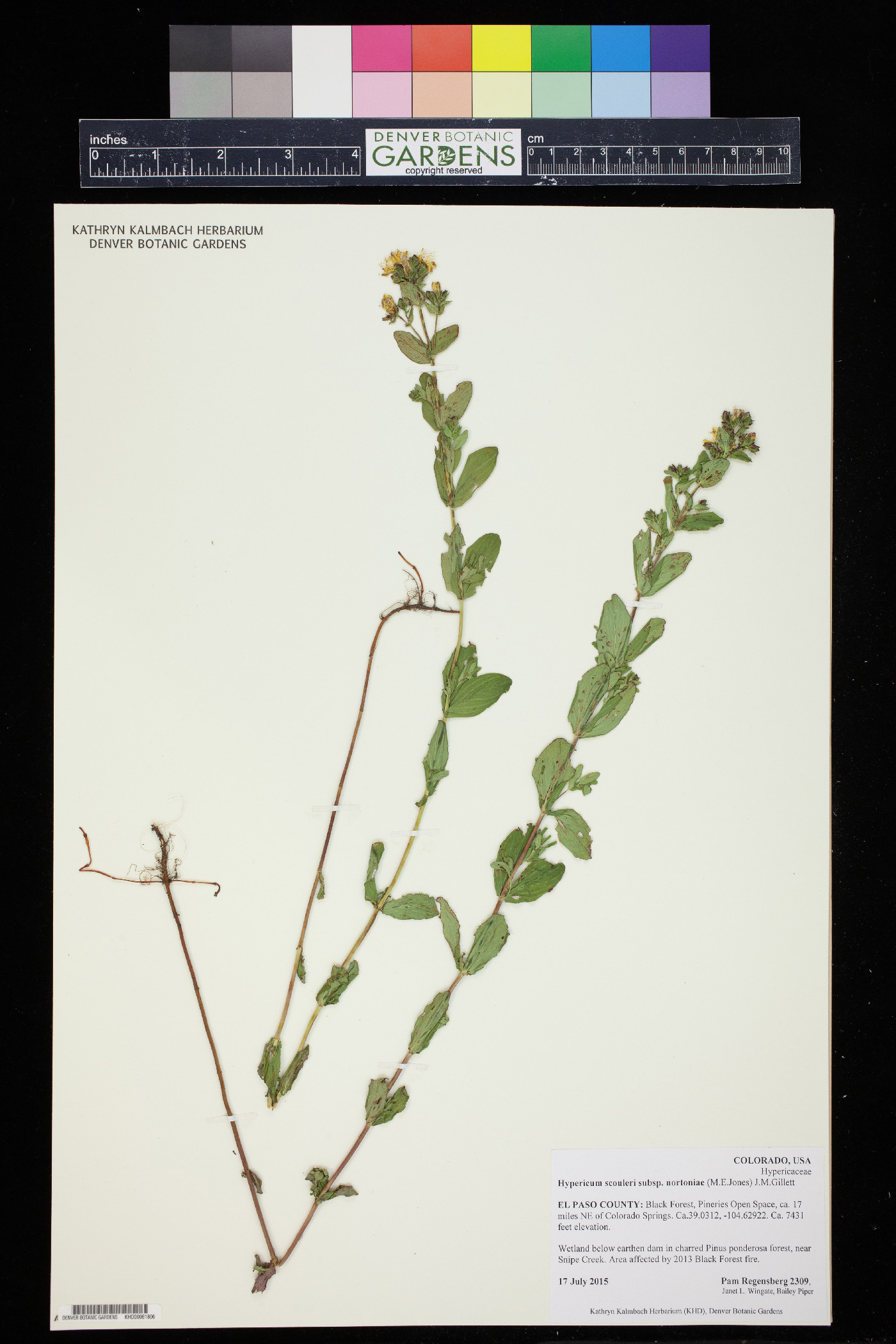 Hypericum scouleri subsp. nortoniae image