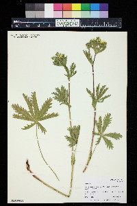 Potentilla gracilis image