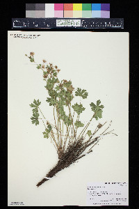 Geranium caespitosum image