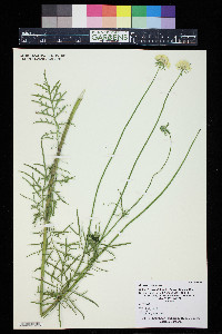 Scabiosa ochroleuca image