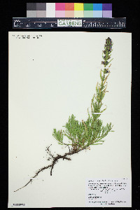 Hyssopus seravschanicus image