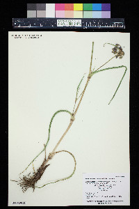 Tradescantia occidentalis image