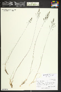 Blepharoneuron tricholepis image