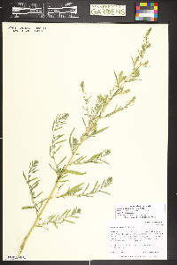 Bassia scoparia image