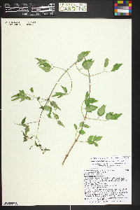 Clematis columbiana image