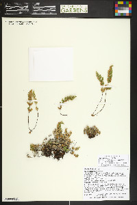 Myriopteris gracilis image