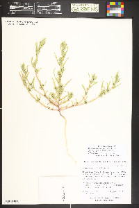 Corispermum americanum image