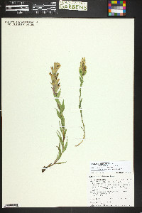 Castilleja septentrionalis image