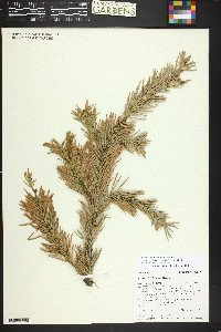 Abies lasiocarpa image