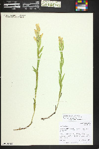 Castilleja septentrionalis image