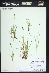 Carex scirpoidea image