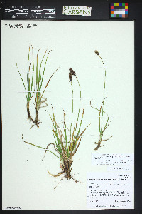 Carex scirpoidea image