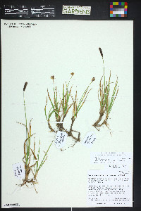 Carex scirpoidea image